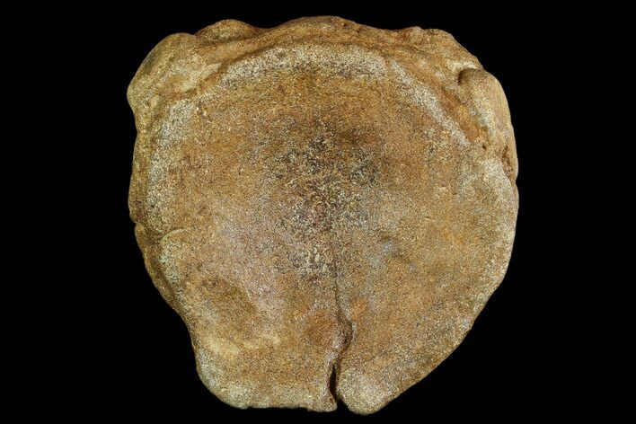 Ichthyosaurus (Brachypterigus) Vertebra - England #92610